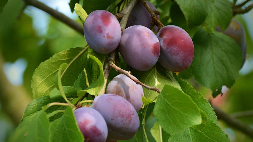 Сливы